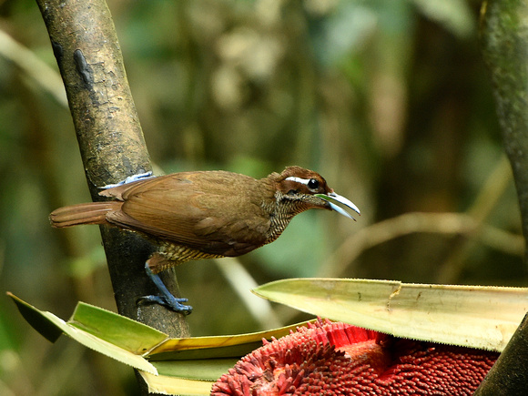 Magnificent Bird of Paradise, female (New Guinea)