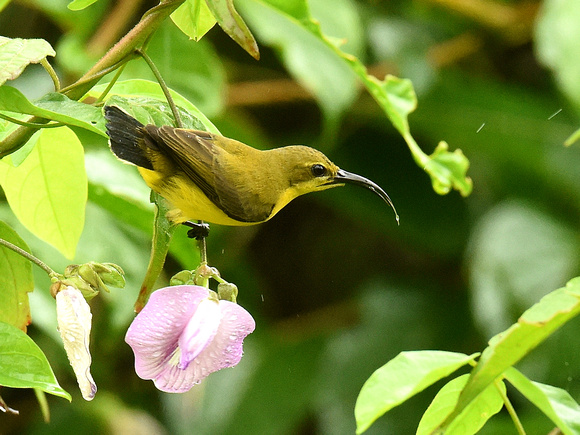 Olive-backed Sunbird, female (New Guinea)