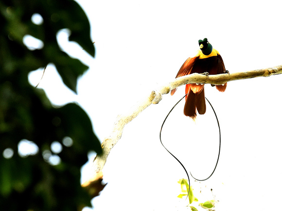 Red Bird of Paradise, male (New Guinea)