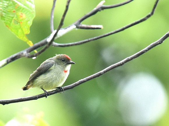 Red-capped Flowerpecker, adult (New Guinea)