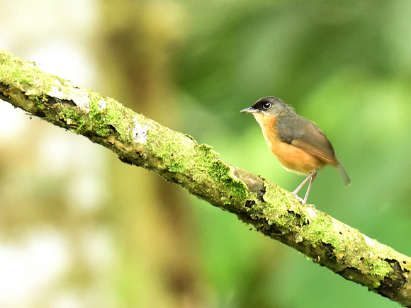 Rusty Mouse-Warbler (New Guinea)