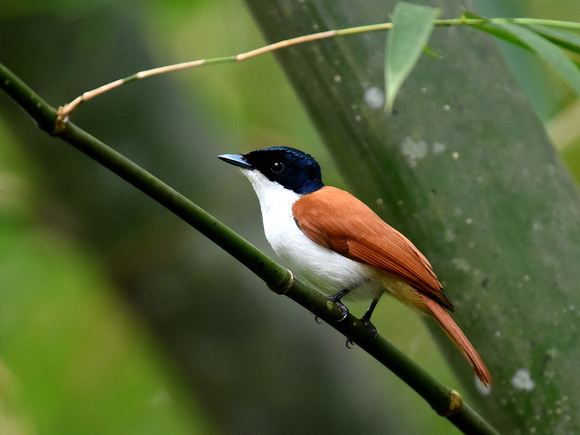 Shining Flycatcher, female (New Guinea)