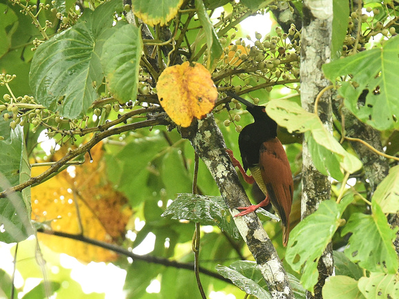 Twelve-wired Bird of Paradise, male, immature (New Guinea)
