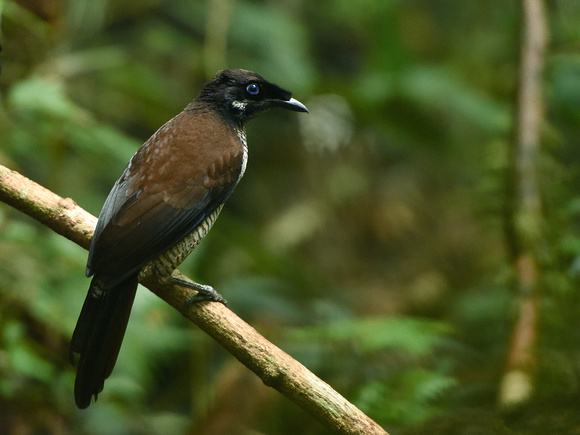 Western Parotia, female (New Guinea)