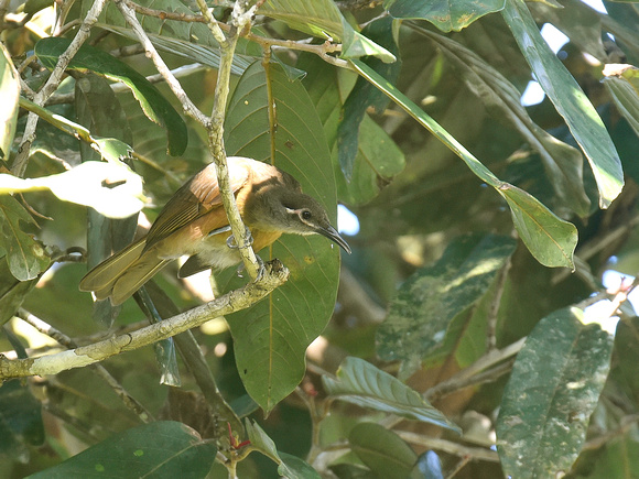 Tawny-breasted Honeyeater (New Guinea)