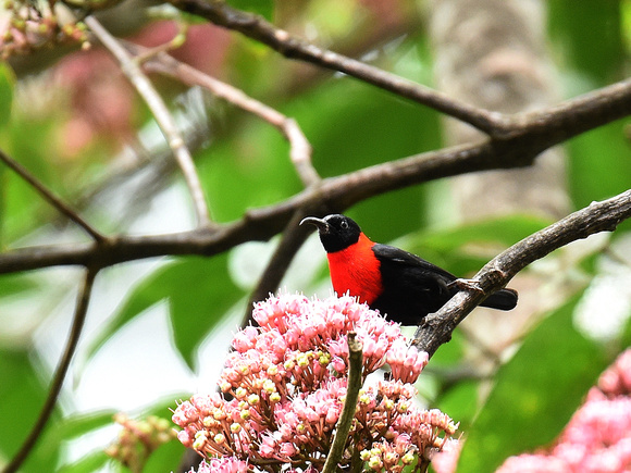 Red-collared Myzomela, male (New Guinea)