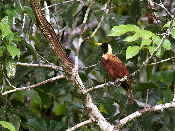 Red Bird of Paradise, male, immature (New Guinea)