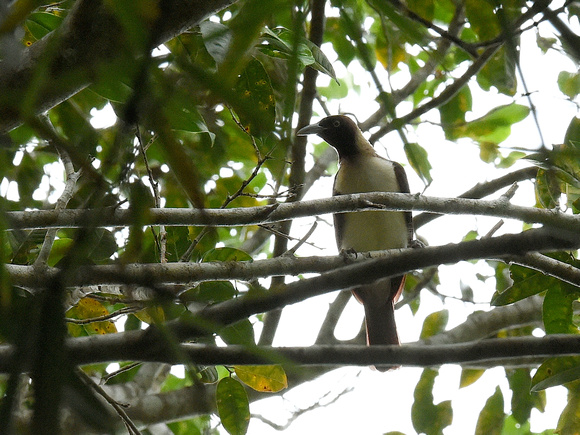 Lesser Bird of Paradise, female (New Guinea)