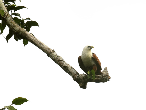 Brahminy Kite (New Guinea)