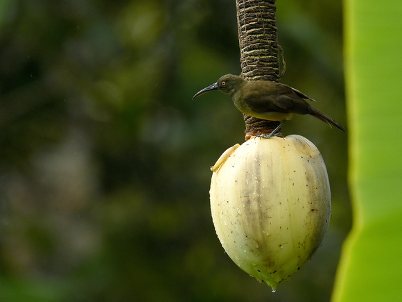 Long-billed Honeyeater (New Guinea)