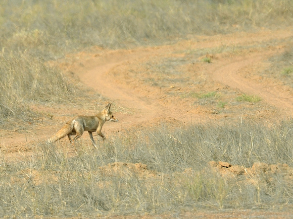 Bengal Fox (India)