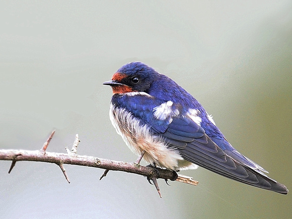 Barn Swallow (Uganda)