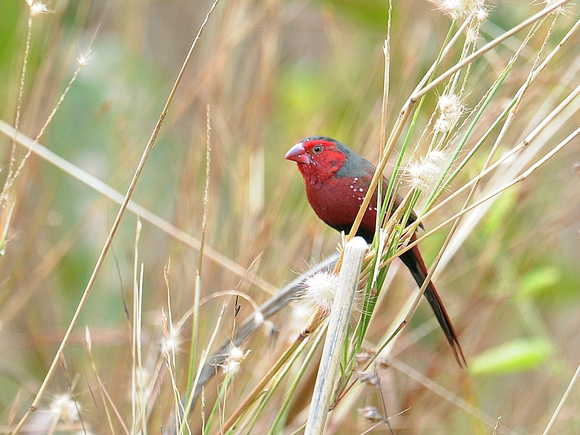 Crimson Finch, male (Australia)