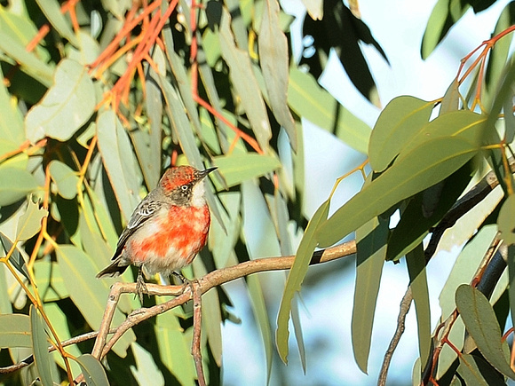 Crimson Chat, male (Australia)