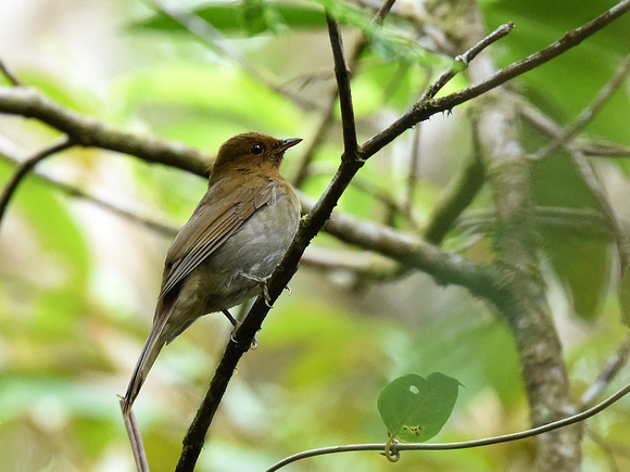Rufous-brown Solitaire (Brazil)