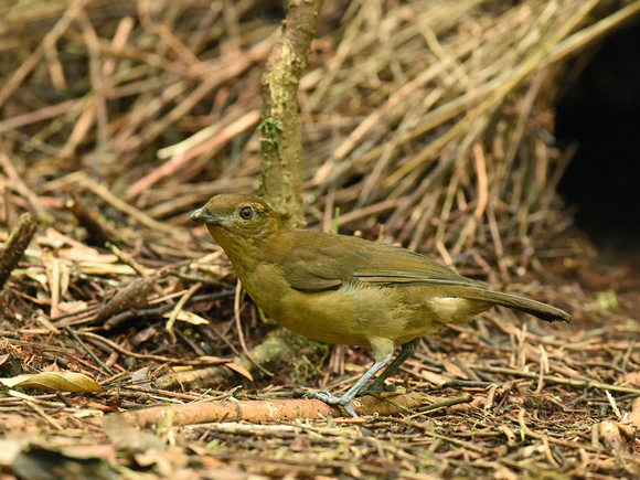 Vogelkop Bowerbird, male (New Guinea)