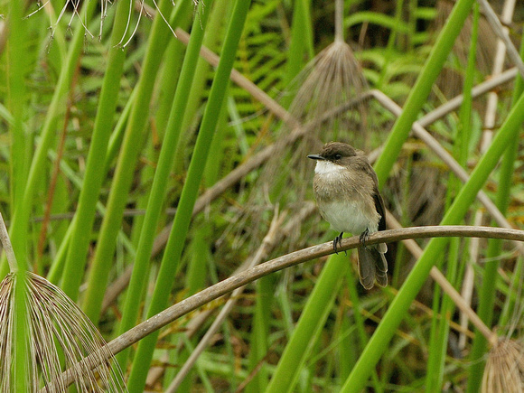 Swamp Flycatcher (Uganda)
