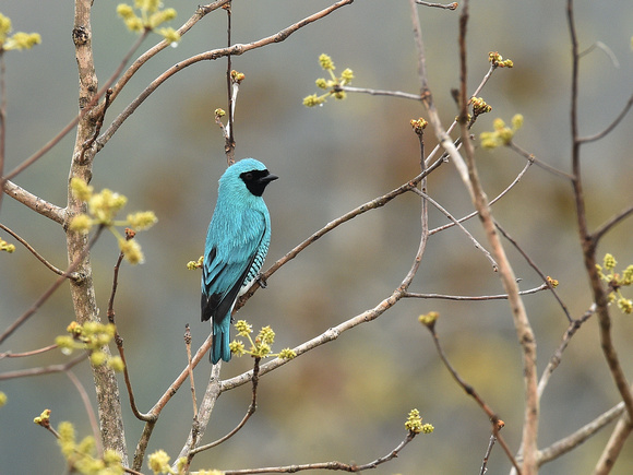 Swallow Tanager, male (Brazil)