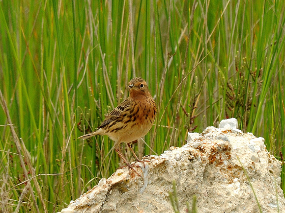 Red-throated Pipit, breeding (Greece)