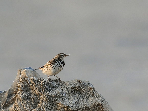 Red-throated Pipit, winter (Oman)