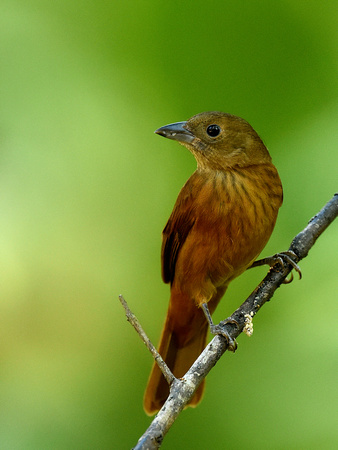 Ruby-crowned Tanager, female (Mexico)