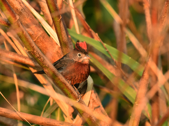 Red pileated Finch, male (Brazil)