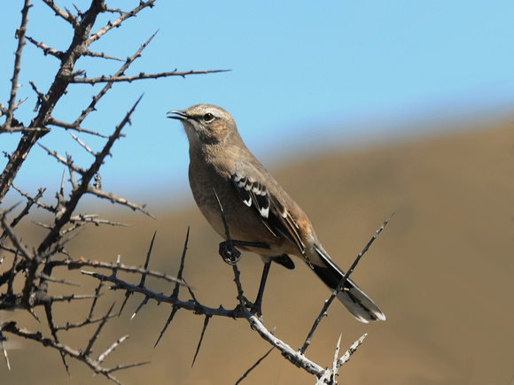 Patagonian Mockingbird (Argentina)