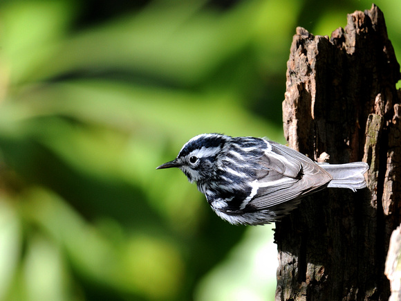 Black-and-white Warbler, male (USA)