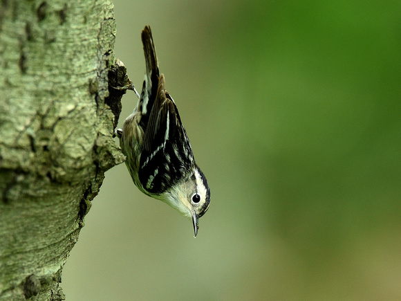 Black-and-white Warbler, female (USA)