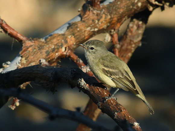 Mouse-colored Tyrannulet (Brazil)