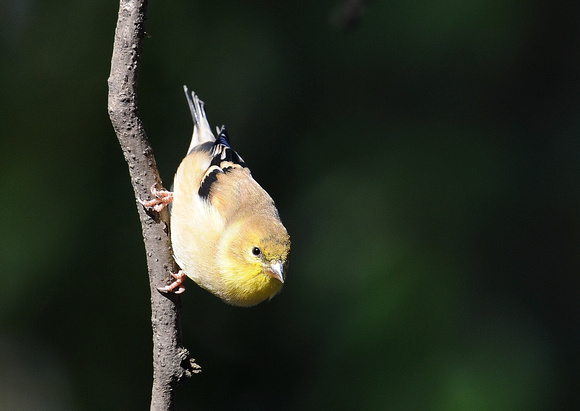 American Goldfinch, juvenile (USA)