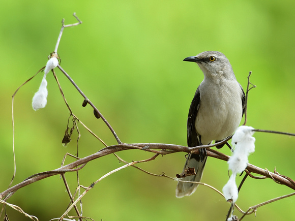 Tropical Mockingbird (Mexico)