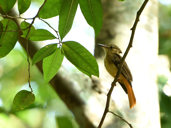 Northern Royal Flycatcher (Mexico)