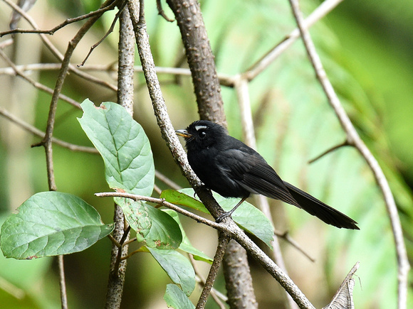 Black Fantail, male (New Guinea)