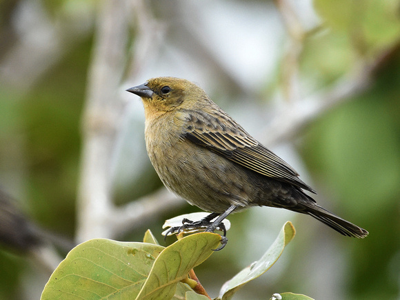 Chestnut-capped Blackbird, female (Brazil)