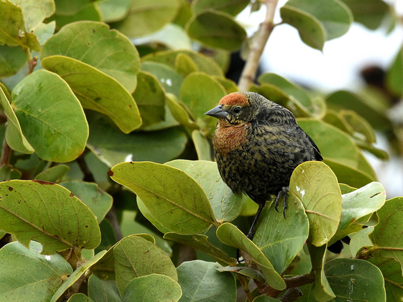 Chestnut-capped Blackbird, male, immature (Brazil)