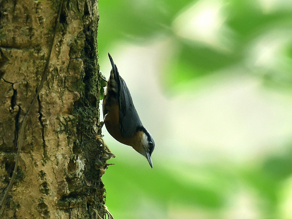 Chestnut-bellied Nuthatch, female (India)