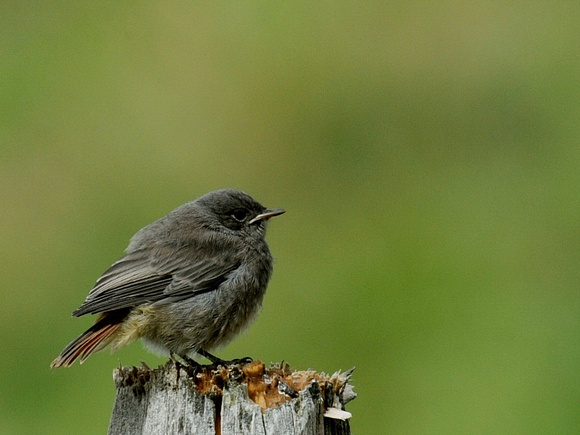 Black Redstart, juvenile (Switzerland)