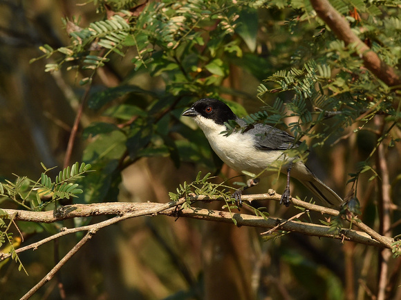 Black-capped Warbling-Finch (Brazil)