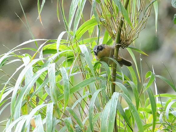 Black-eared Hemispingus (Ecuador)