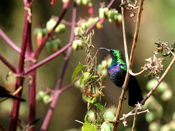 Mariqua Sunbird, male (Kenya)