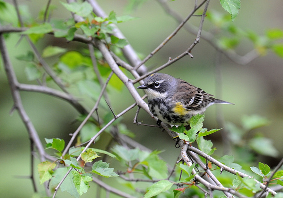 Yellow-rumped Warbler, Myrtle, male (USA)