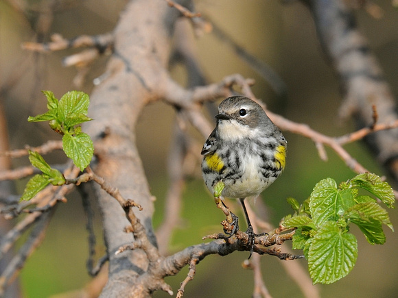 Yellow-rumped Warbler, Myrtle, female (USA)