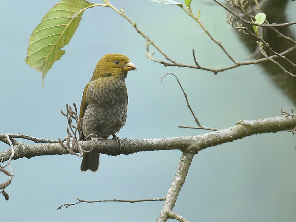 Crimson-browed Finch, female (India)