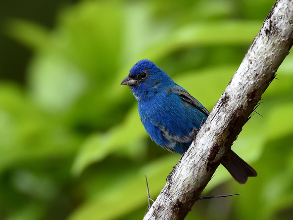 Indigo Bunting, male, moulting (Mexico)