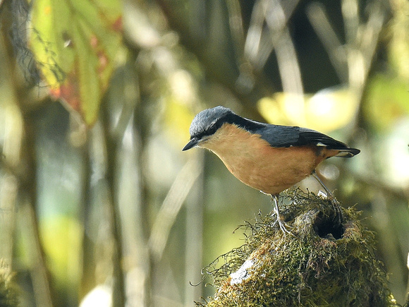 White-tailed Nuthatch (India)