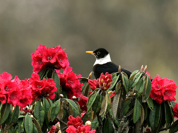 White-collared Blackbird (India)