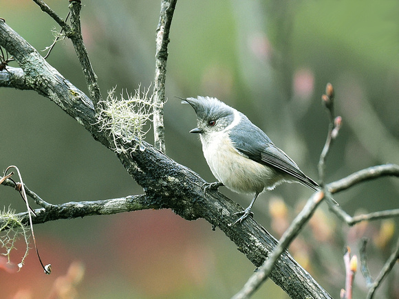 Grey-crested Tit (India)
