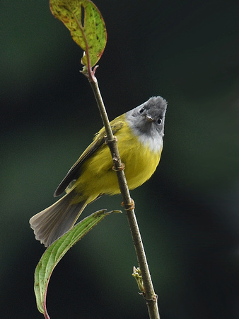 Grey-headed Canary Flycatcher (India)