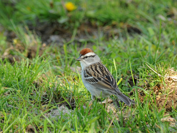 Chipping Sparrow (USA)